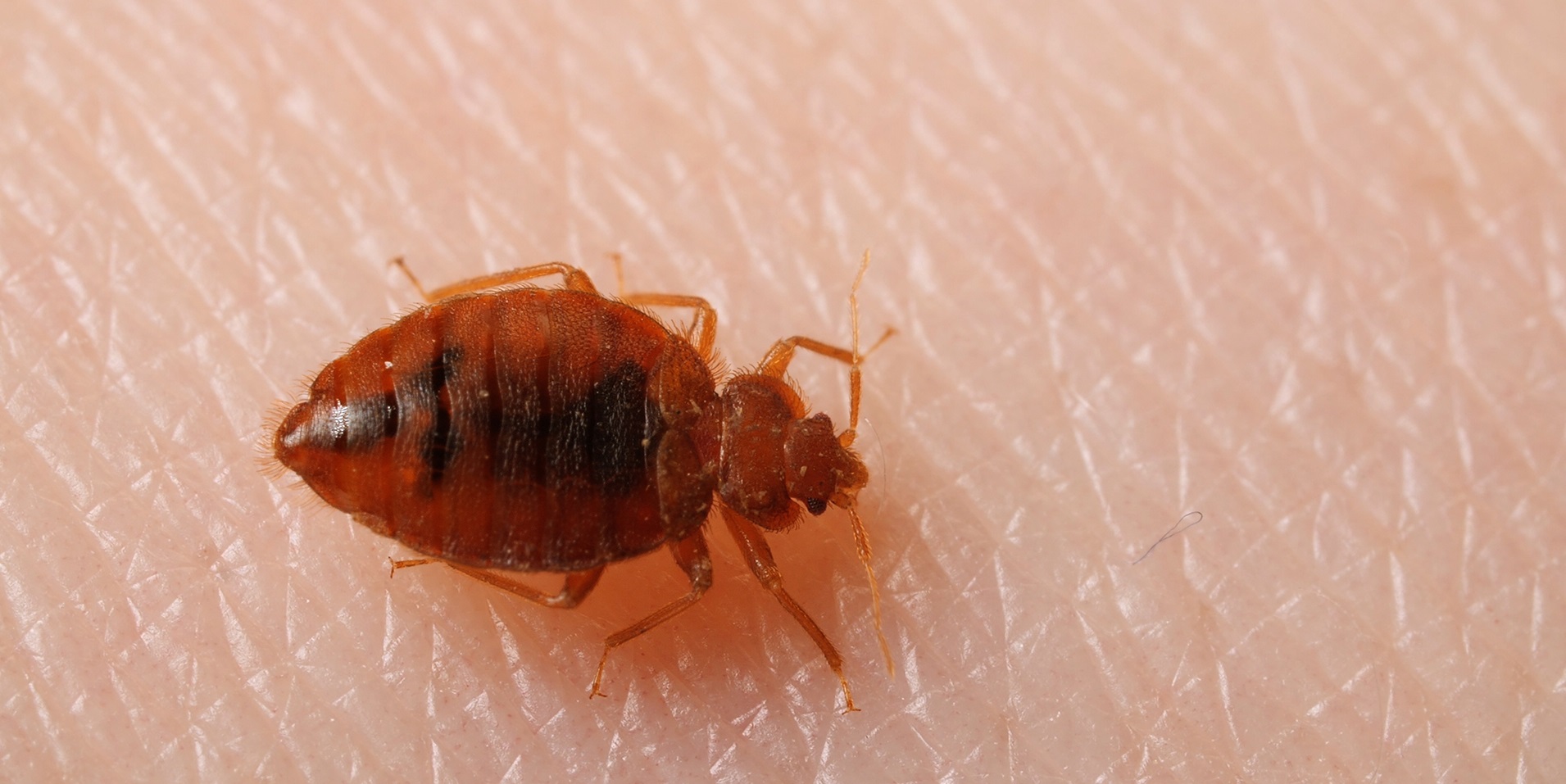 Bed Bug Pest Control Service Dhaka