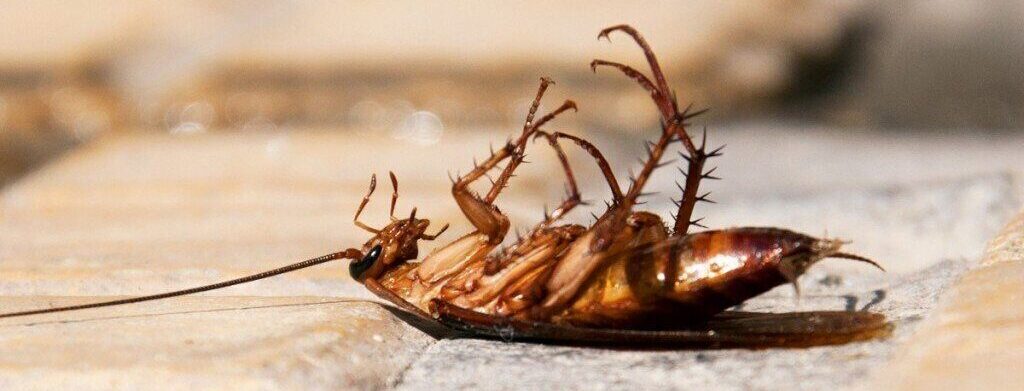 Cockroach - Pest Control Dhaka