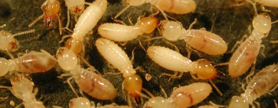 Termite -Pest Control Service Dhaka Bangladesh