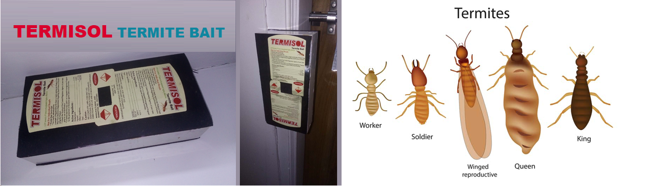 Termite Control Services in Dhaka