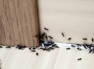 ant pest control services