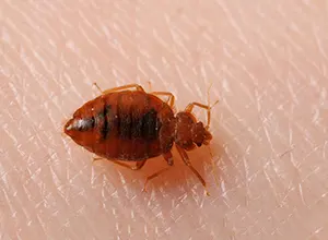 Bed Bug Post Control Services